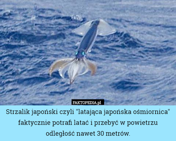 Strzalik japoński czyli "latająca japońska ośmiornica" faktycznie potrafi latać i przebyć w powietrzu odległość nawet 30 metrów. 