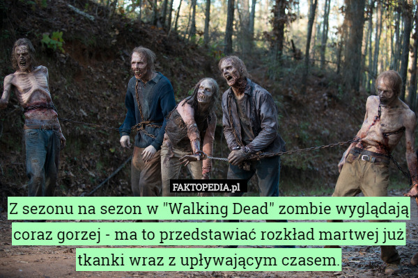 Z sezonu na sezon w "Walking Dead" zombie wyglądają coraz gorzej - ma to przedstawiać rozkład martwej już tkanki wraz z upływającym czasem. 