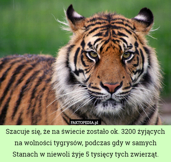 Szacuje się, że na świecie zostało ok. 3200 żyjących
 na wolności tygrysów, podczas gdy w samych Stanach w niewoli żyje 5 tysięcy tych zwierząt. 