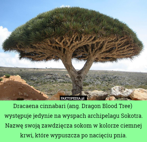Dracaena cinnabari (ang. Dragon Blood Tree)  występuje jedynie na wyspach archipelagu Sokotra. Nazwę swoją zawdzięcza sokom w kolorze ciemnej krwi, które wypuszcza po nacięciu pnia. 