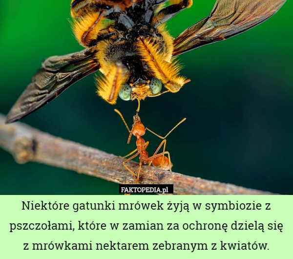 Niektóre gatunki mrówek żyją w symbiozie z pszczołami, które w zamian za ochronę dzielą się z mrówkami nektarem zebranym z kwiatów. 