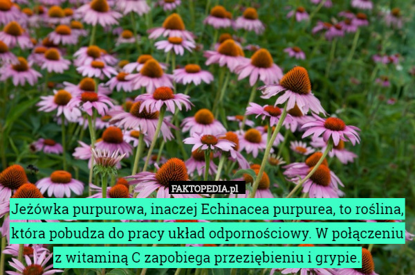 Jeżówka purpurowa, inaczej Echinacea purpurea, to roślina, która pobudza do pracy układ odpornościowy. W połączeniu z witaminą C zapobiega przeziębieniu i grypie. 
