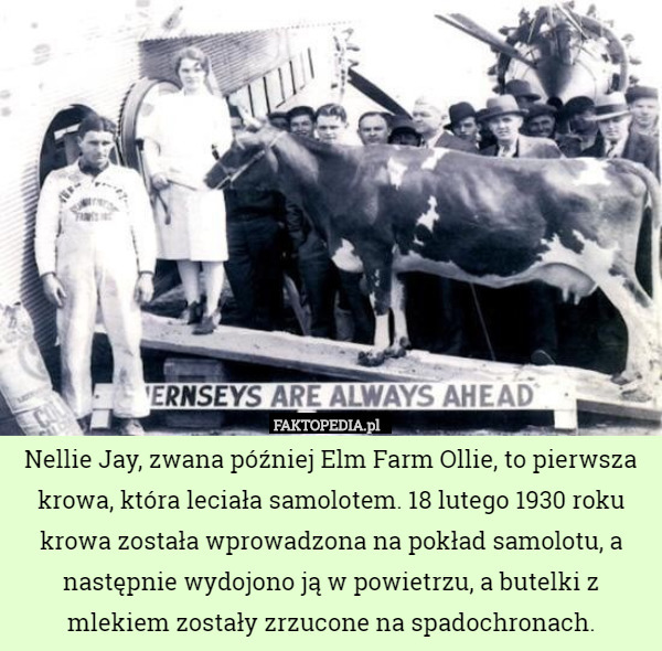 Nellie Jay, zwana później Elm Farm Ollie, to pierwsza krowa, która leciała samolotem. 18 lutego 1930 roku krowa została wprowadzona na pokład samolotu, a następnie wydojono ją w powietrzu, a butelki z mlekiem zostały zrzucone na spadochronach. 