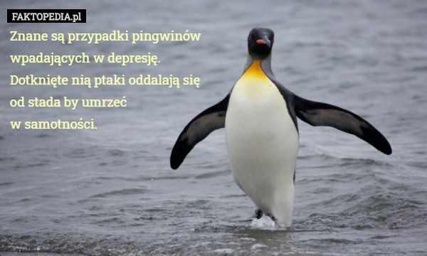 Znane są przypadki pingwinów wpadających w depresję. Dotknięte nią ptaki oddalają się od stada by umrzeć
 w samotności. 