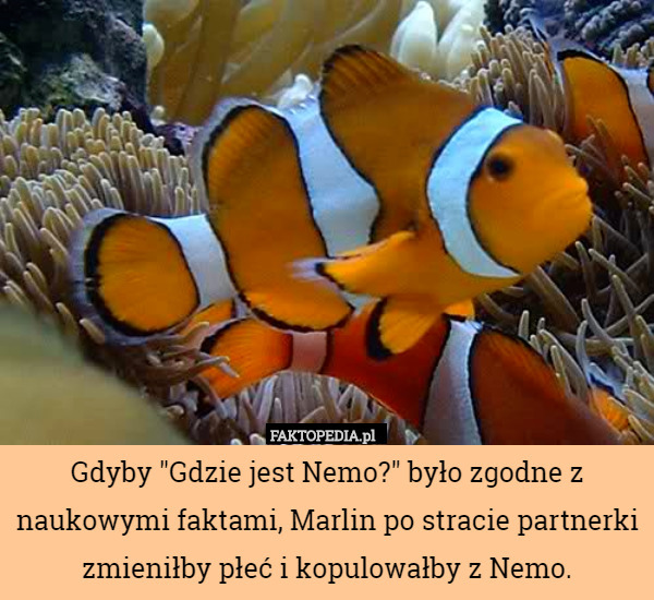 Gdyby "Gdzie jest Nemo?" było zgodne z naukowymi faktami, Marlin po stracie partnerki zmieniłby płeć i kopulowałby z Nemo. 