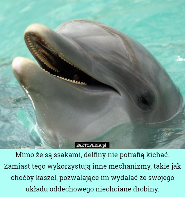 Mimo że są ssakami, delfiny nie potrafią kichać. Zamiast tego wykorzystują inne mechanizmy, takie jak choćby kaszel, pozwalające im wydalać ze swojego układu oddechowego niechciane drobiny. 