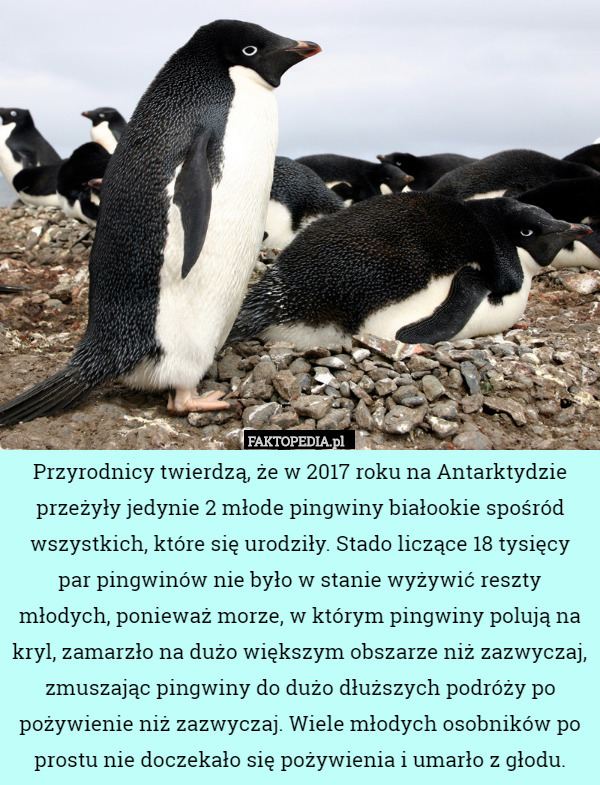 Przyrodnicy twierdzą, że w 2017 roku na Antarktydzie przeżyły jedynie 2 młode pingwiny białookie spośród wszystkich, które się urodziły. Stado liczące 18 tysięcy par pingwinów nie było w stanie wyżywić reszty młodych, ponieważ morze, w którym pingwiny polują na kryl, zamarzło na dużo większym obszarze niż zazwyczaj, zmuszając pingwiny do dużo dłuższych podróży po pożywienie niż zazwyczaj. Wiele młodych osobników po prostu nie doczekało się pożywienia i umarło z głodu. 