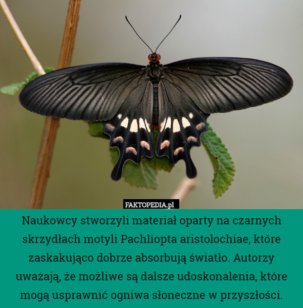 Naukowcy stworzyli materiał oparty na czarnych skrzydłach motyli Pachliopta aristolochiae, które zaskakująco dobrze absorbują światło. Autorzy uważają, że możliwe są dalsze udoskonalenia, które mogą usprawnić ogniwa słoneczne w przyszłości. 