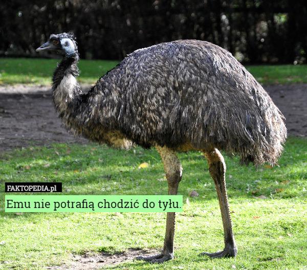 Emu nie potrafią chodzić do tyłu. 