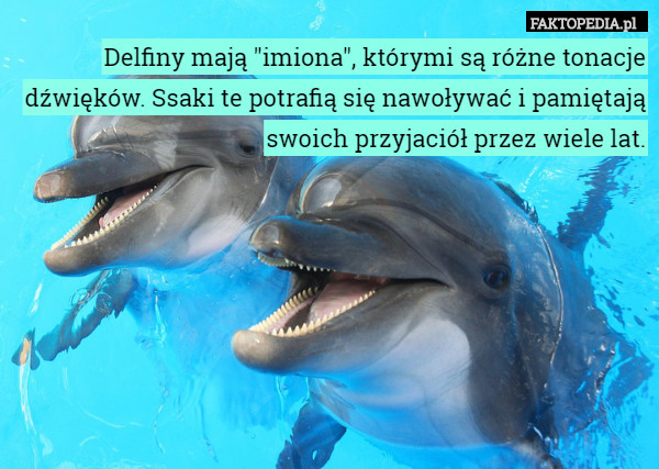 Delfiny mają "imiona", którymi są różne tonacje dźwięków. Ssaki te potrafią się nawoływać i pamiętają swoich przyjaciół przez wiele lat. 