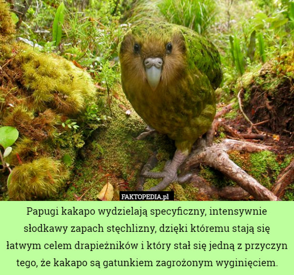 Papugi kakapo wydzielają specyficzny, intensywnie słodkawy zapach stęchlizny, dzięki któremu stają się łatwym celem drapieżników i który stał się jedną z przyczyn tego, że kakapo są gatunkiem zagrożonym wyginięciem. 