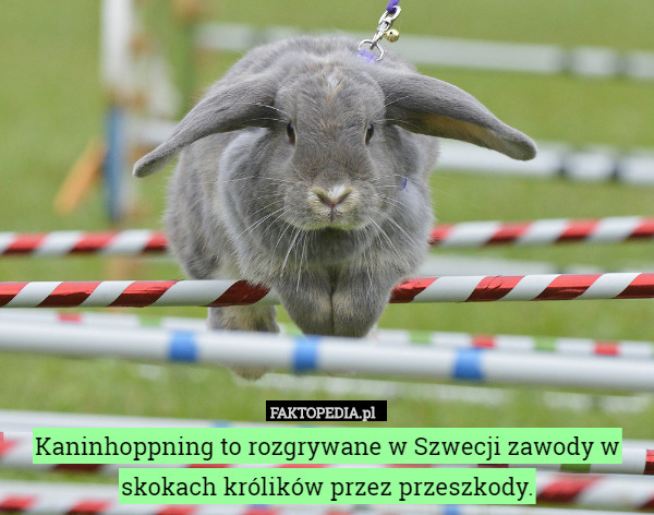Kaninhoppning to rozgrywane w Szwecji zawody w skokach królików przez przeszkody. 