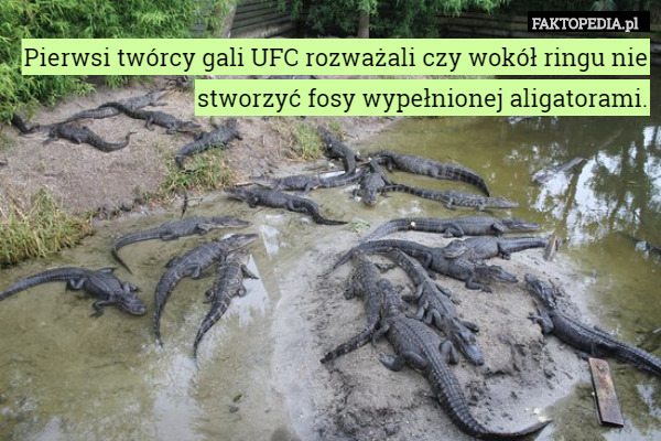 Pierwsi twórcy gali UFC rozważali czy wokół ringu nie stworzyć fosy wypełnionej aligatorami. 