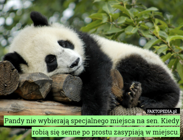 Pandy nie wybierają specjalnego miejsca na sen. Kiedy robią się senne po prostu zasypiają w miejscu. 