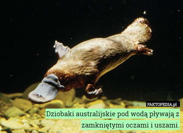 Dziobaki australijskie pod wodą pływają z zamkniętymi oczami i uszami. 