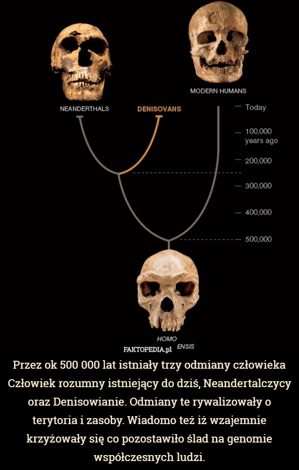 Przez ok 500 000 lat istniały trzy odmiany człowieka Człowiek rozumny istniejący do dziś, Neandertalczycy oraz Denisowianie. Odmiany te rywalizowały o terytoria i zasoby. Wiadomo też iż wzajemnie krzyżowały się co pozostawiło ślad na genomie współczesnych ludzi. 