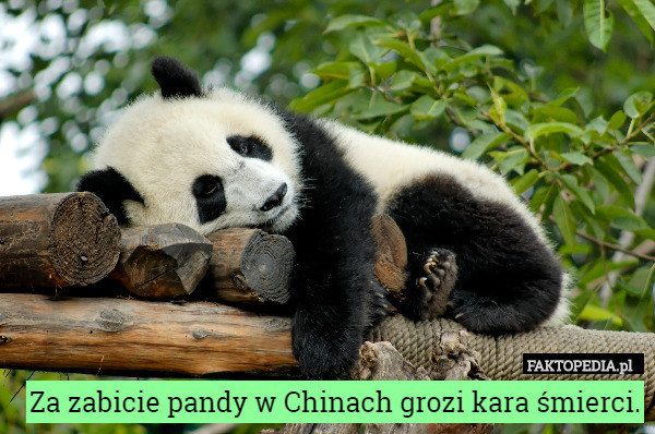 Za zabicie pandy w Chinach grozi kara śmierci. 