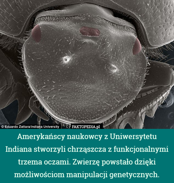 Amerykańscy naukowcy z Uniwersytetu Indiana stworzyli chrząszcza z funkcjonalnymi trzema oczami. Zwierzę powstało dzięki możliwościom manipulacji genetycznych. 