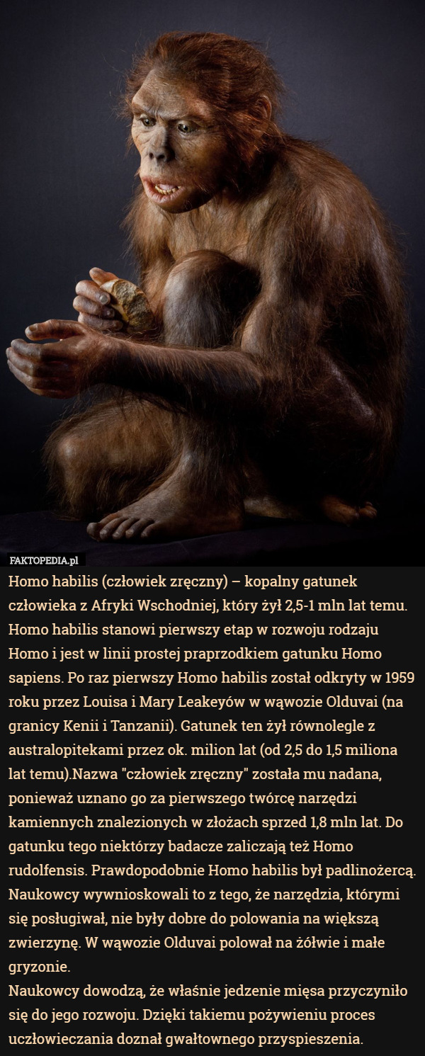 Homo habilis (człowiek zręczny) – kopalny gatunek człowieka z Afryki Wschodniej, który żył 2,5-1 mln lat temu.
Homo habilis stanowi pierwszy etap w rozwoju rodzaju Homo i jest w linii prostej praprzodkiem gatunku Homo sapiens. Po raz pierwszy Homo habilis został odkryty w 1959 roku przez Louisa i Mary Leakeyów w wąwozie Olduvai (na granicy Kenii i Tanzanii). Gatunek ten żył równolegle z australopitekami przez ok. milion lat (od 2,5 do 1,5 miliona lat temu).Nazwa "człowiek zręczny" została mu nadana, ponieważ uznano go za pierwszego twórcę narzędzi kamiennych znalezionych w złożach sprzed 1,8 mln lat. Do gatunku tego niektórzy badacze zaliczają też Homo rudolfensis. Prawdopodobnie Homo habilis był padlinożercą. Naukowcy wywnioskowali to z tego, że narzędzia, którymi się posługiwał, nie były dobre do polowania na większą zwierzynę. W wąwozie Olduvai polował na żółwie i małe gryzonie.
Naukowcy dowodzą, że właśnie jedzenie mięsa przyczyniło się do jego rozwoju. Dzięki takiemu pożywieniu proces uczłowieczania doznał gwałtownego przyspieszenia. 
