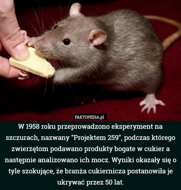 W 1958 roku przeprowadzono eksperyment na szczurach, nazwany "Projektem 259", podczas którego zwierzętom podawano produkty bogate w cukier a następnie analizowano ich mocz. Wyniki okazały się o tyle szokujące, że branża cukiernicza postanowiła je ukrywać przez 50 lat. 