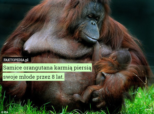 Samice orangutana karmią piersią
 swoje młode przez 8 lat. 