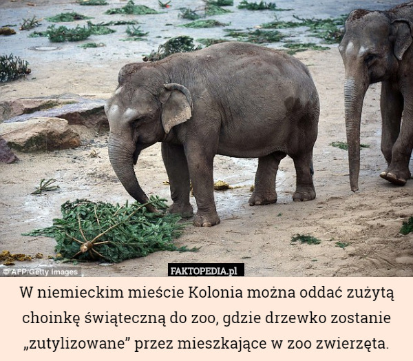W niemieckim mieście Kolonia można oddać zużytą choinkę świąteczną do zoo, gdzie drzewko zostanie „zutylizowane” przez mieszkające w zoo zwierzęta. 