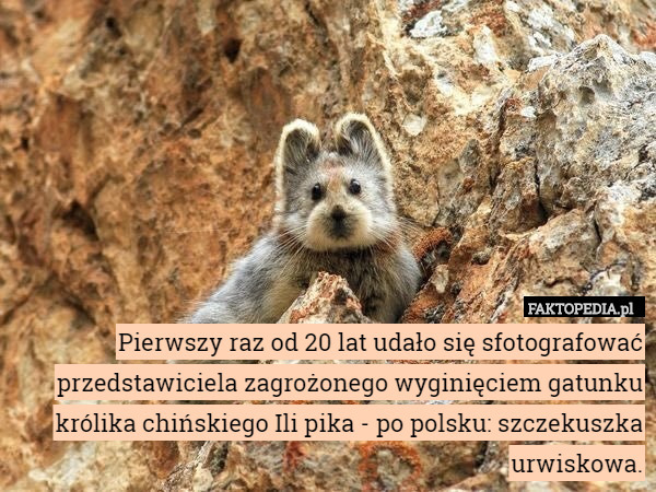 Pierwszy raz od 20 lat udało się sfotografować przedstawiciela zagrożonego wyginięciem gatunku królika chińskiego Ili pika - po polsku: szczekuszka urwiskowa. 
