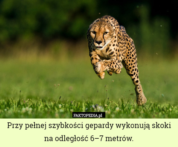 Przy pełnej szybkości gepardy wykonują skoki na odległość 6–7 metrów. 
