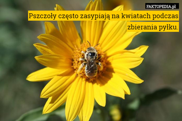 Pszczoły często zasypiają na kwiatach podczas zbierania pyłku. 