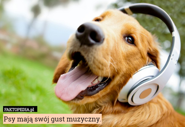 Psy mają swój gust muzyczny. 