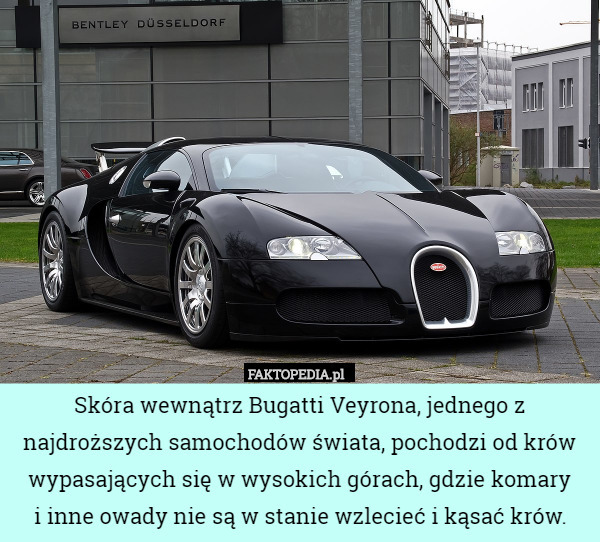 Skóra wewnątrz Bugatti Veyrona, jednego z najdroższych samochodów świata, pochodzi od krów wypasających się w wysokich górach, gdzie komary
i inne owady nie są w stanie wzlecieć i kąsać krów. 