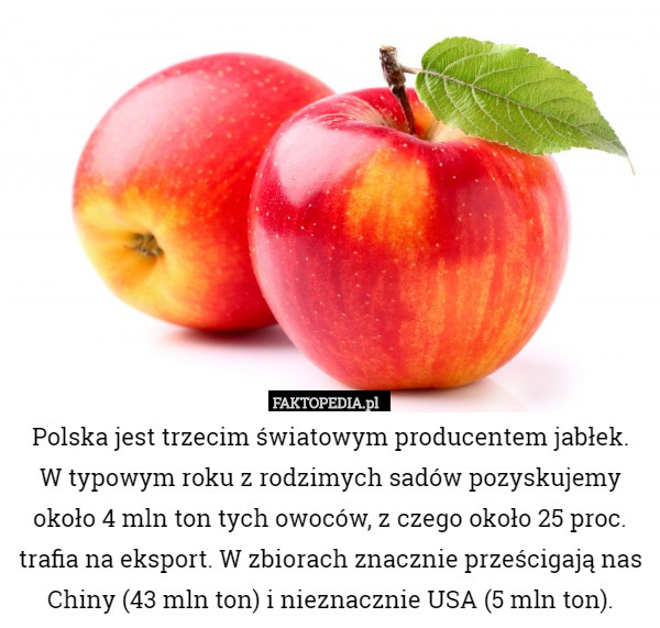 Polska jest trzecim światowym producentem jabłek.
 W typowym roku z rodzimych sadów pozyskujemy około 4 mln ton tych owoców, z czego około 25 proc. trafia na eksport. W zbiorach znacznie prześcigają nas Chiny (43 mln ton) i nieznacznie USA (5 mln ton). 