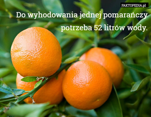 Do wyhodowania jednej pomarańczy potrzeba 52 litrów wody. 