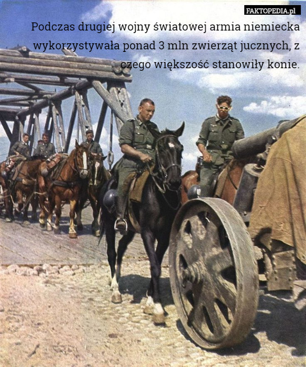 Podczas drugiej wojny światowej armia niemiecka wykorzystywała ponad 3 mln zwierząt jucznych, z czego większość stanowiły konie. 