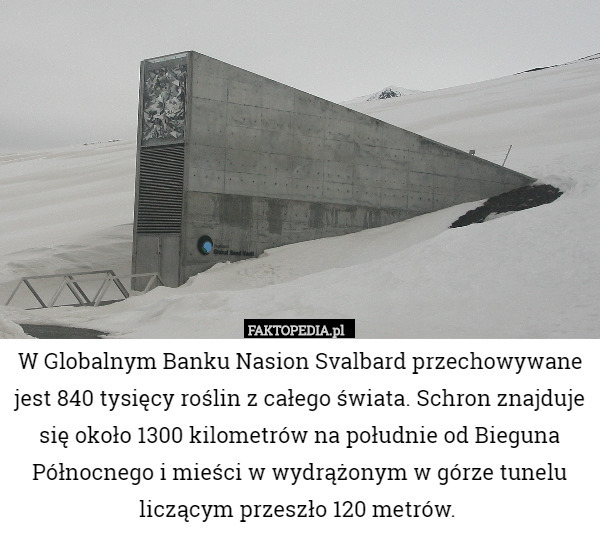 W Globalnym Banku Nasion Svalbard przechowywane jest 840 tysięcy roślin z całego świata. Schron znajduje się około 1300 kilometrów na południe od Bieguna Północnego i mieści w wydrążonym w górze tunelu liczącym przeszło 120 metrów. 