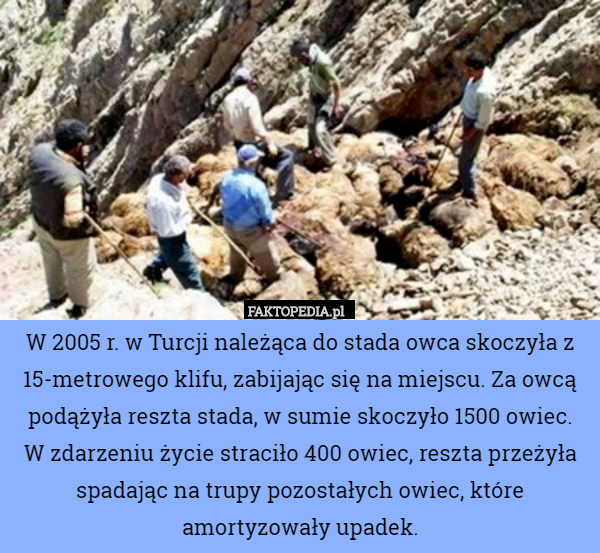 W 2005 r. w Turcji należąca do stada owca skoczyła z 15-metrowego klifu, zabijając się na miejscu. Za owcą podążyła reszta stada, w sumie skoczyło 1500 owiec.
W zdarzeniu życie straciło 400 owiec, reszta przeżyła spadając na trupy pozostałych owiec, które amortyzowały upadek. 