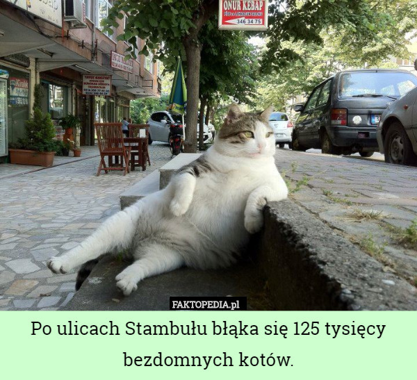 Po ulicach Stambułu błąka się 125 tysięcy bezdomnych kotów. 