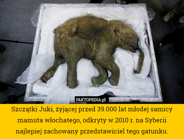 Szczątki Juki, żyjącej przed 39.000 lat młodej samicy mamuta włochatego, odkryty w 2010 r. na Syberii najlepiej zachowany przedstawiciel tego gatunku. 