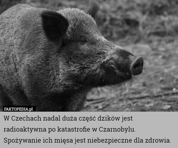 W Czechach nadal duża część dzików jest radioaktywna po katastrofie w Czarnobylu. Spożywanie ich mięsa jest niebezpieczne dla zdrowia. 