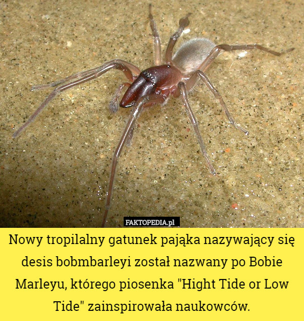 Nowy tropilalny gatunek pająka nazywający się desis bobmbarleyi został nazwany po Bobie Marleyu, którego piosenka "Hight Tide or Low Tide" zainspirowała naukowców. 