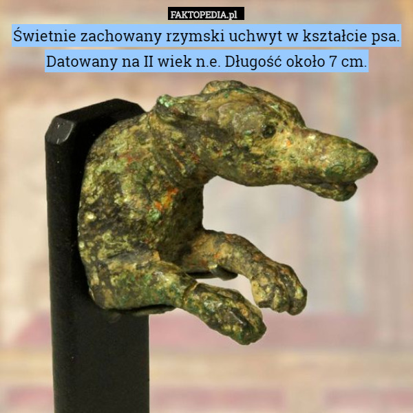 Świetnie zachowany rzymski uchwyt w kształcie psa. Datowany na II wiek n.e. Długość około 7 cm. 