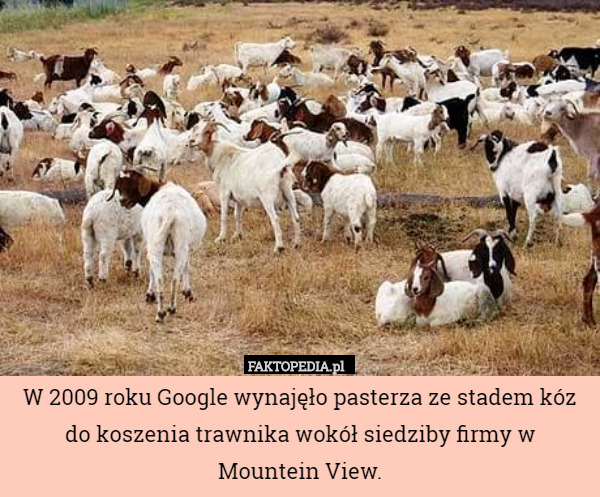 W 2009 roku Google wynajęło pasterza ze stadem kóz do koszenia trawnika wokół siedziby firmy w Mountein View. 