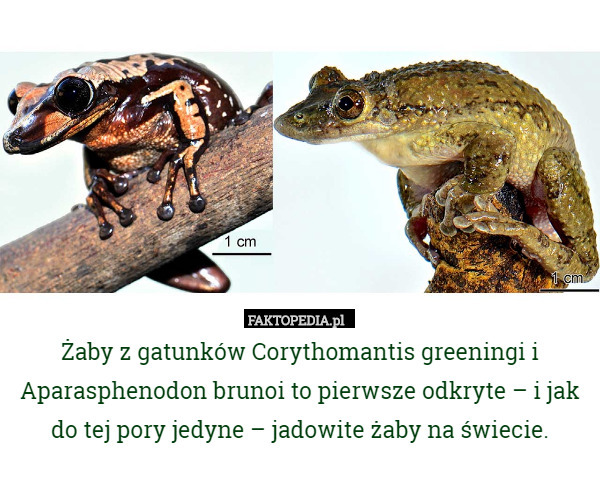 Żaby z gatunków Corythomantis greeningi i Aparasphenodon brunoi to pierwsze odkryte – i jak do tej pory jedyne – jadowite żaby na świecie. 