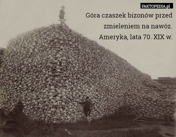 Góra czaszek bizonów przed
zmieleniem na nawóz.
Ameryka, lata 70. XIX w. 
