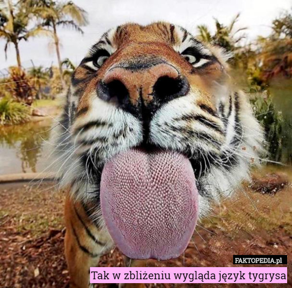 Tak w zbliżeniu wygląda język tygrysa 