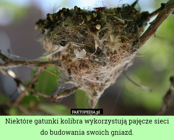 Niektóre gatunki kolibra wykorzystują pajęcze sieci do budowania swoich gniazd. 