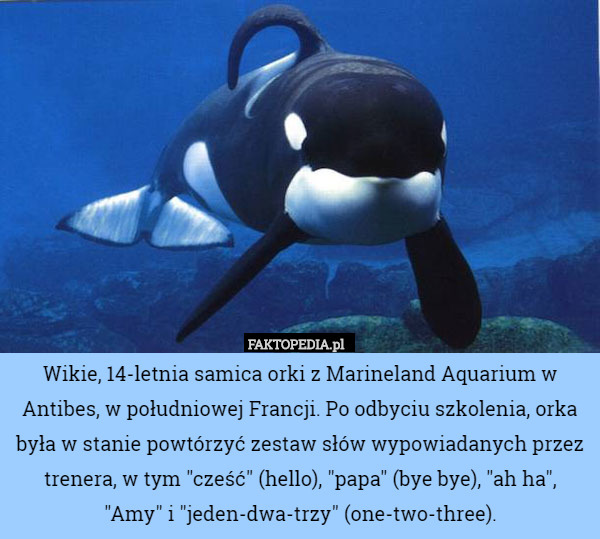 Wikie, 14-letnia samica orki z Marineland Aquarium w Antibes, w południowej Francji. Po odbyciu szkolenia, orka była w stanie powtórzyć zestaw słów wypowiadanych przez trenera, w tym "cześć" (hello), "papa" (bye bye), "ah ha", "Amy" i "jeden-dwa-trzy" (one-two-three). 