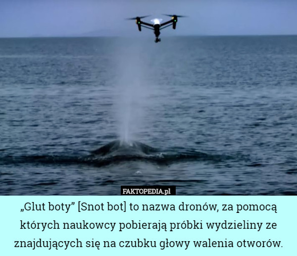 „Glut boty” [Snot bot] to nazwa dronów, za pomocą których naukowcy pobierają próbki wydzieliny ze znajdujących się na czubku głowy walenia otworów. 