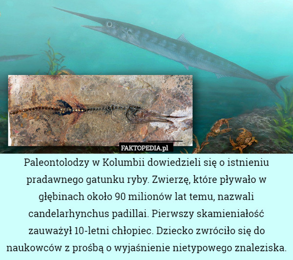 Paleontolodzy w Kolumbii dowiedzieli się o istnieniu pradawnego gatunku ryby. Zwierzę, które pływało w głębinach około 90 milionów lat temu, nazwali candelarhynchus padillai. Pierwszy skamieniałość zauważył 10-letni chłopiec. Dziecko zwróciło się do naukowców z prośbą o wyjaśnienie nietypowego znaleziska. 
