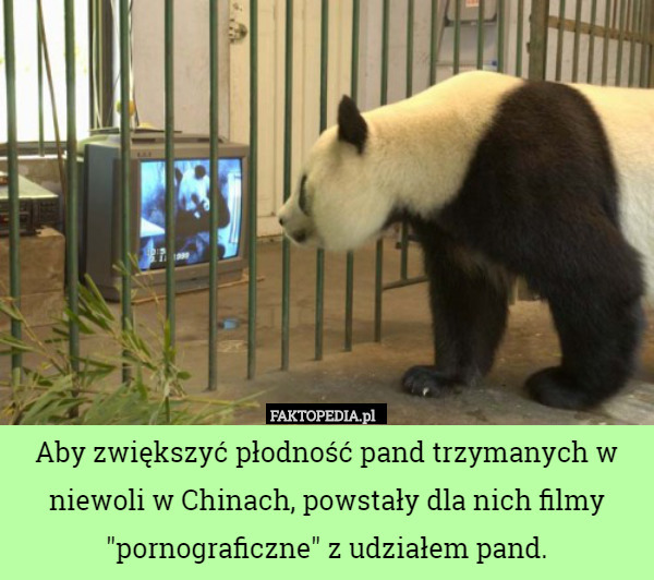 Aby zwiększyć płodność pand trzymanych w niewoli w Chinach, powstały dla nich filmy "pornograficzne" z udziałem pand. 